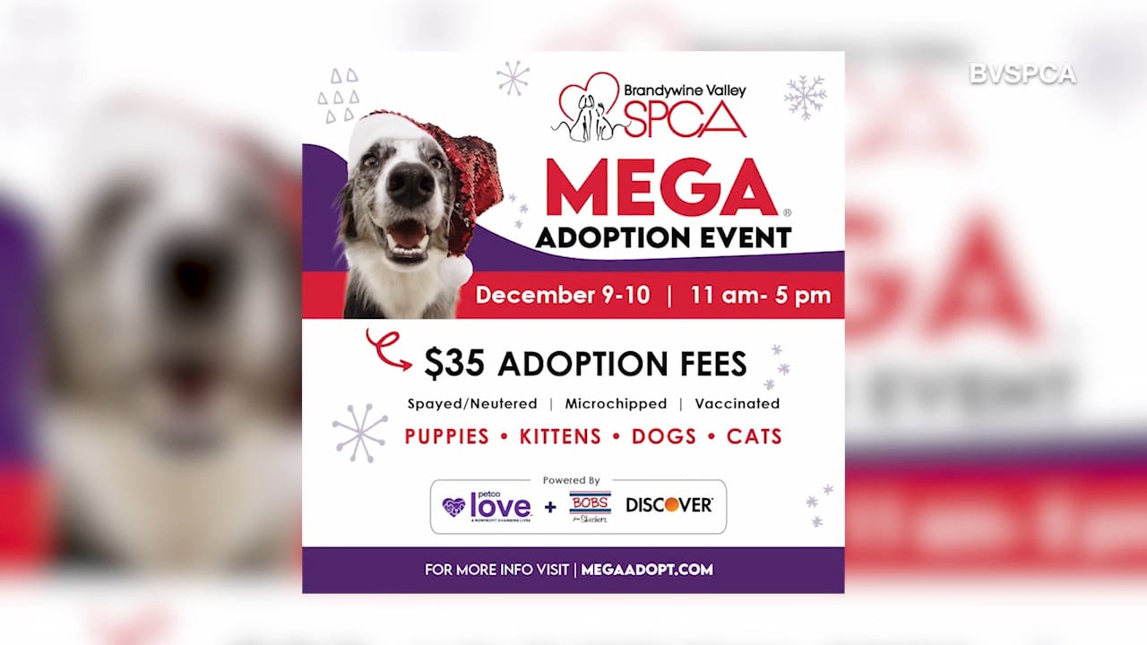 Good Morning Delmarva Discusses the Mega Adoption Event - 47abc