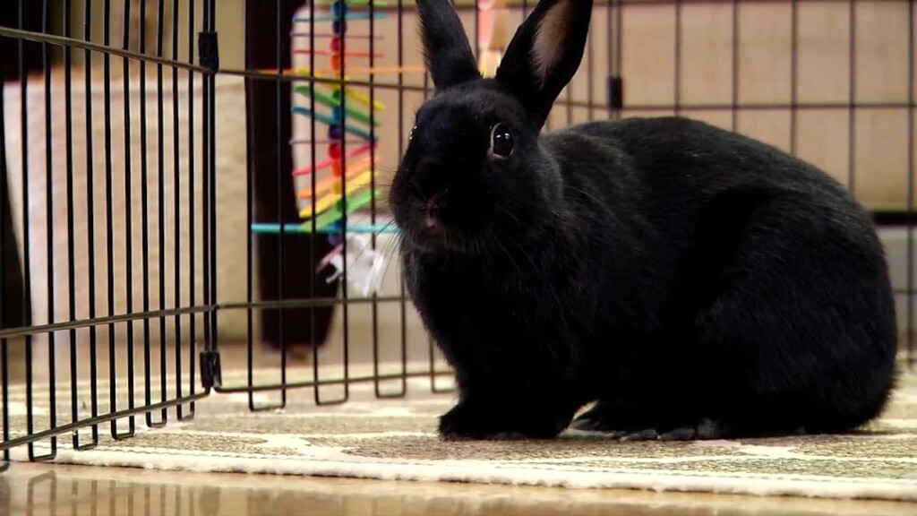 Pets On The Plaza: Meet Quinn
