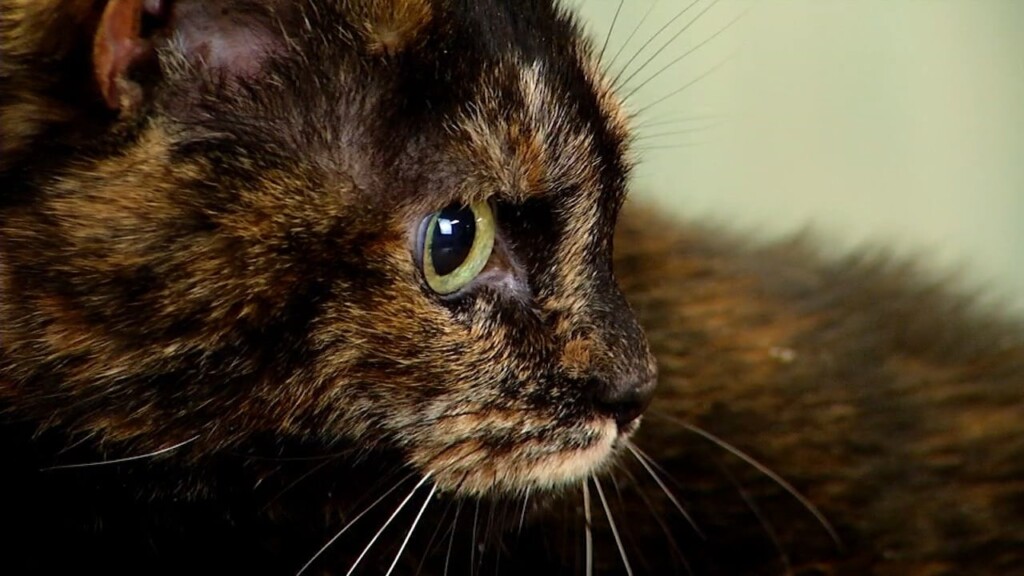 Pets On The Plaza: Meet Dottie