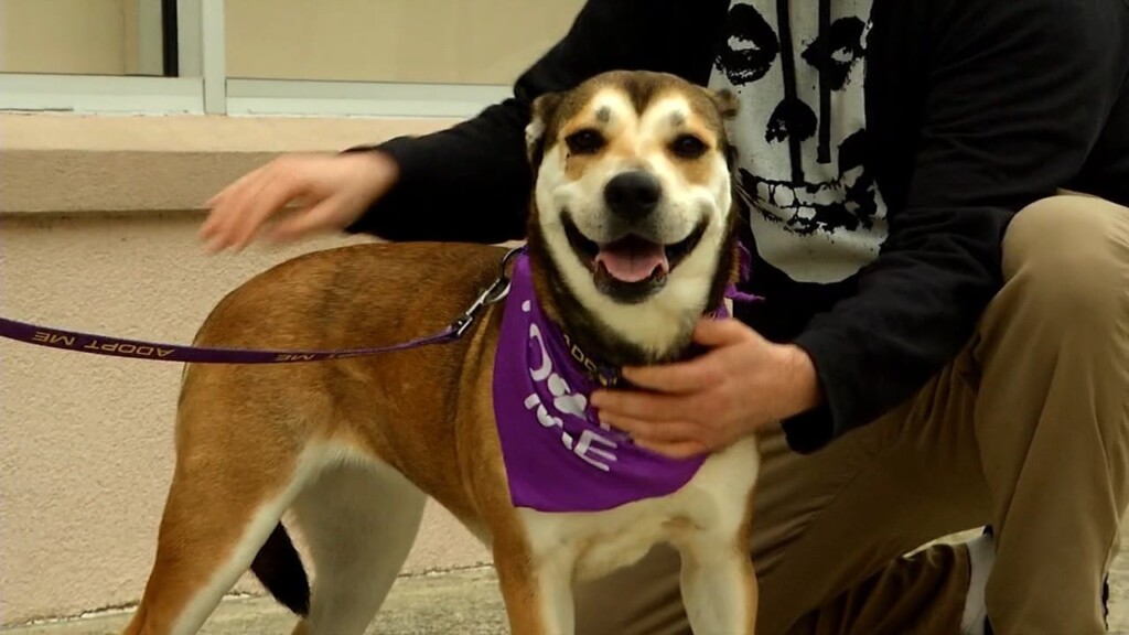 Pets On The Plaza: Meet Jaycee