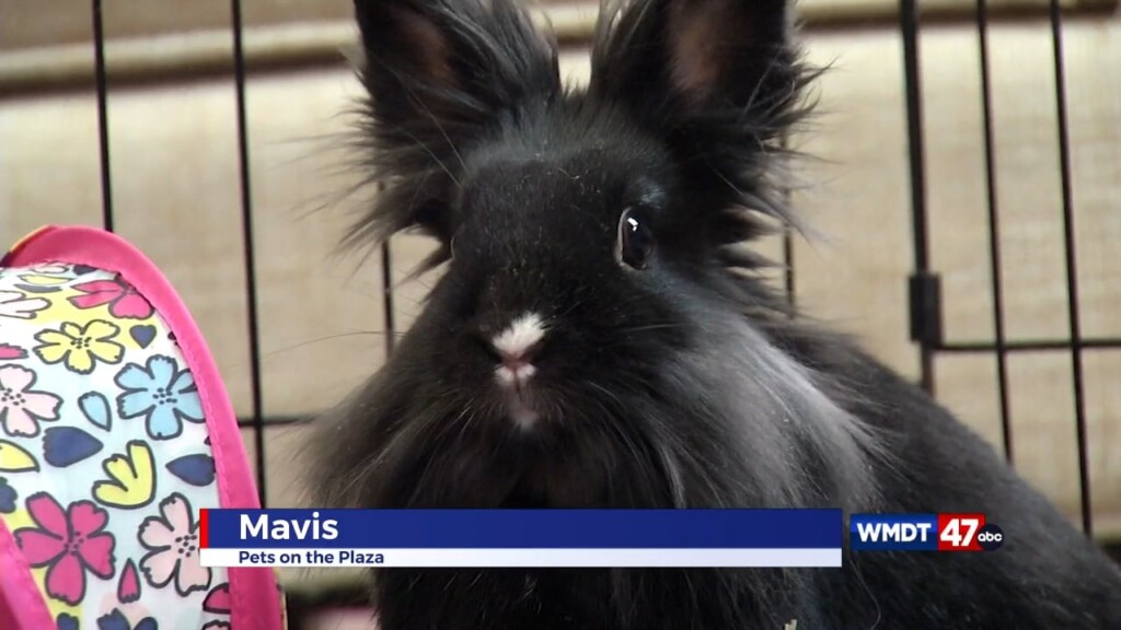 Pets On The Plaza: Meet Mavis