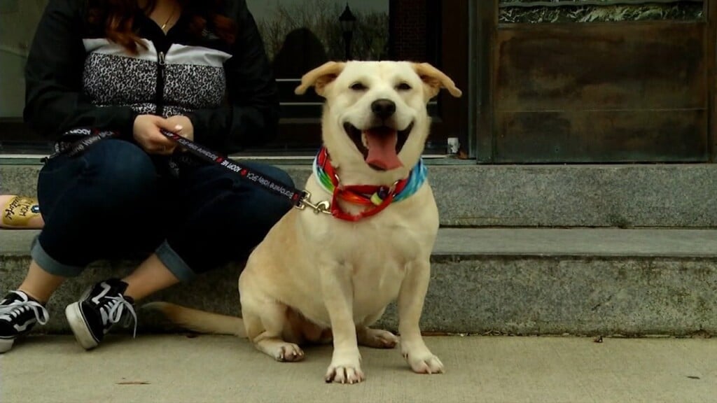 Pets On The Plaza: Meet Sweet Pea