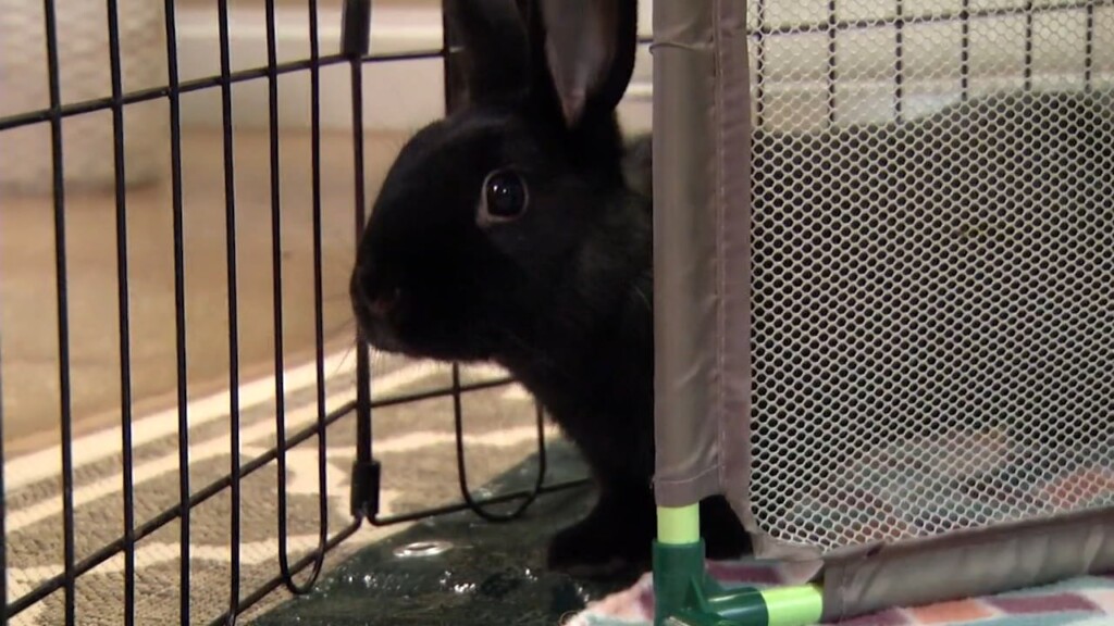 Pets On The Plaza: Meet Binx And Salem