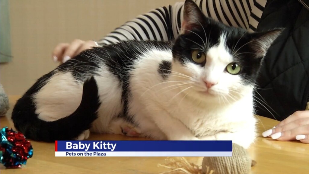 Pets On The Plaza: Meet Baby Kitty
