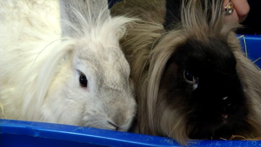 Pets On The Plaza: Meet Tora And Tiger