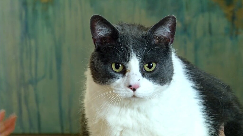 Pets On The Plaza: Meet Rice Cake