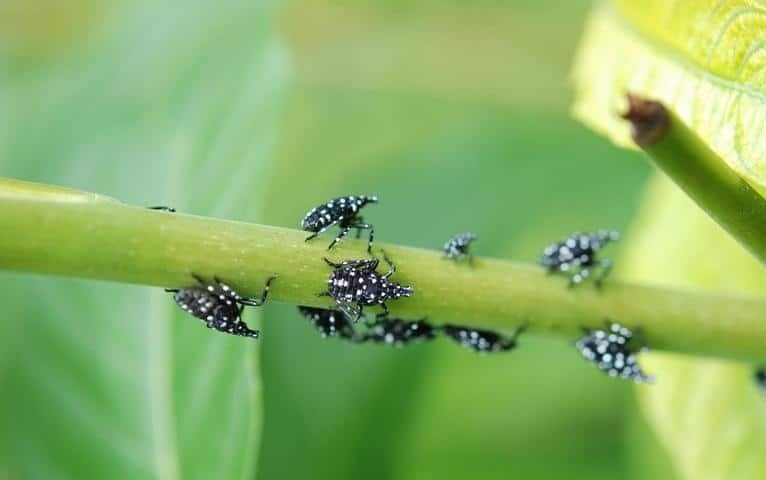 Early Stage Nymphs Of Spotted Lanternfly Feeding