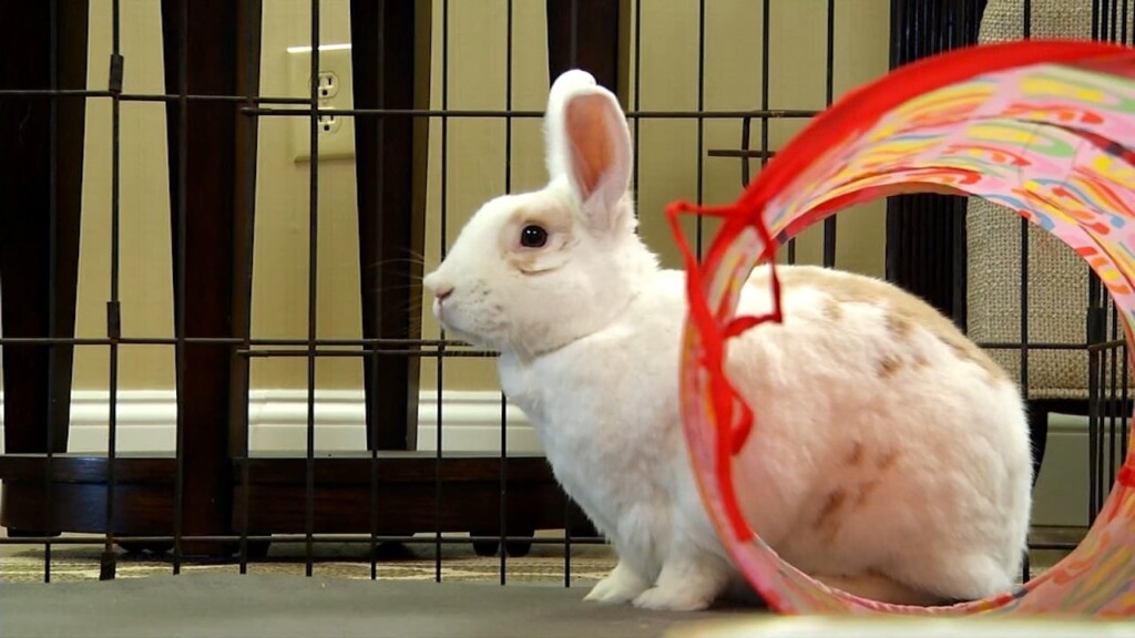Pets On The Plaza: Meet Perry