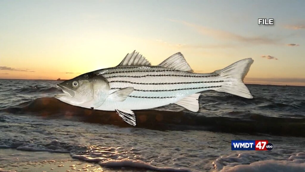 Striped Bass Regulations