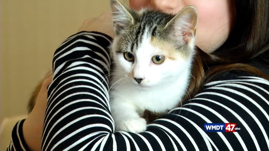 Pets On The Plaza: Meet Dayse And Peach