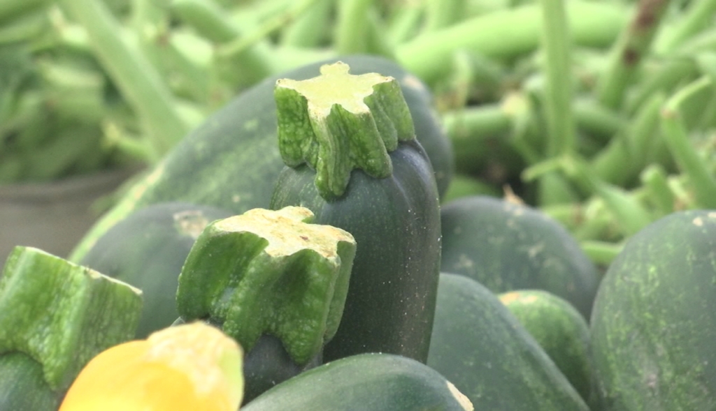 Squash