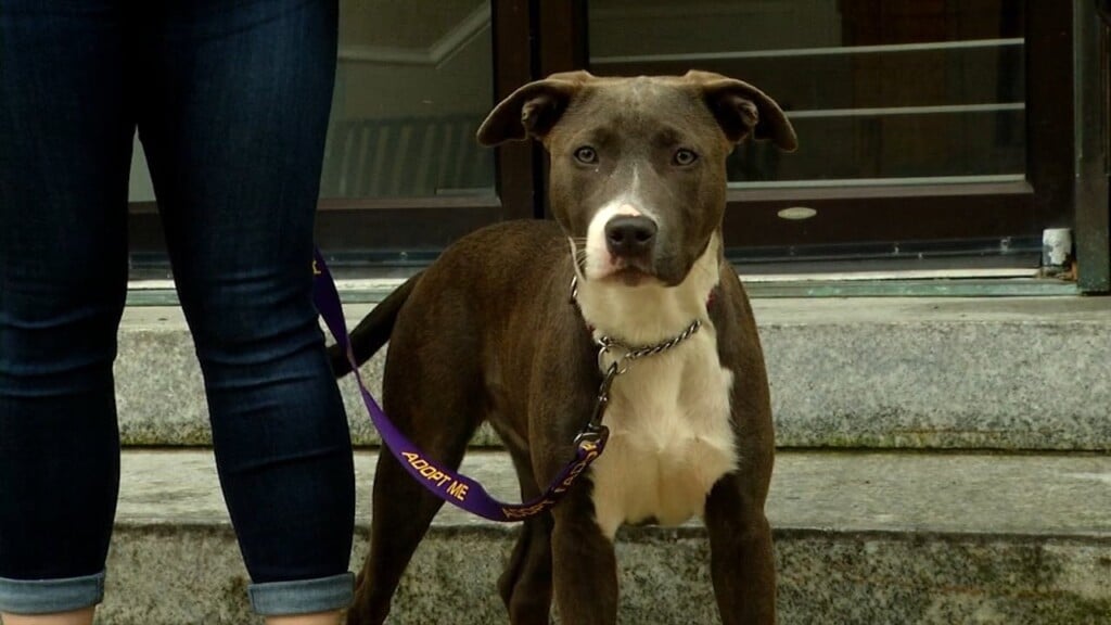 Pets On The Plaza: Meet Keely