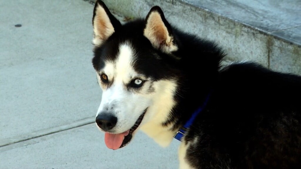 Pets On The Plaza: Meet Ringo
