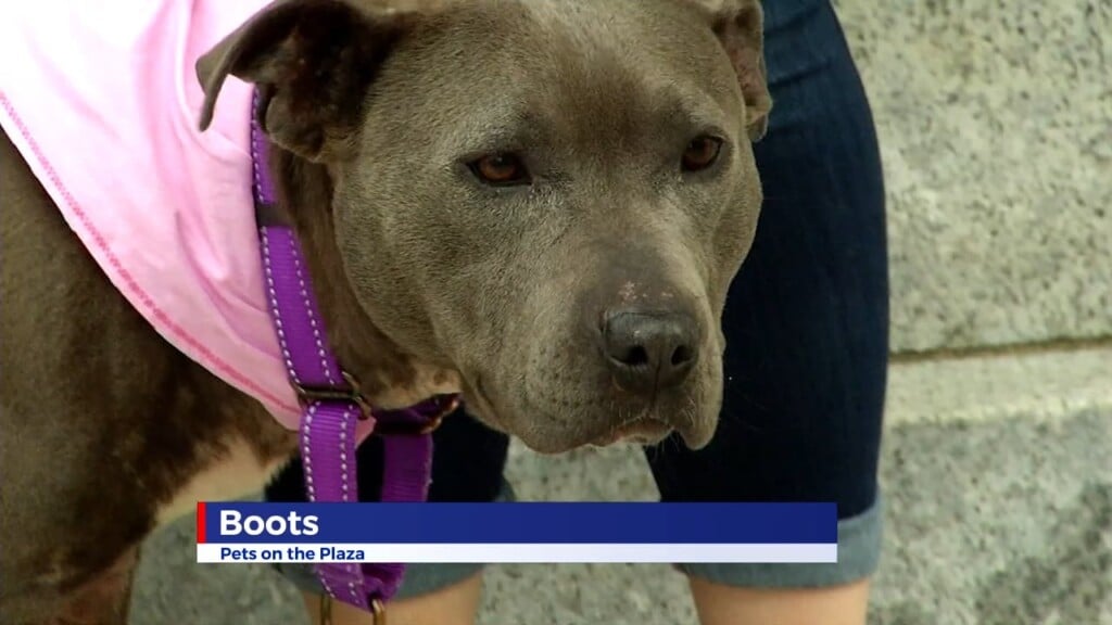 Pets On The Plaza: Meet Boots