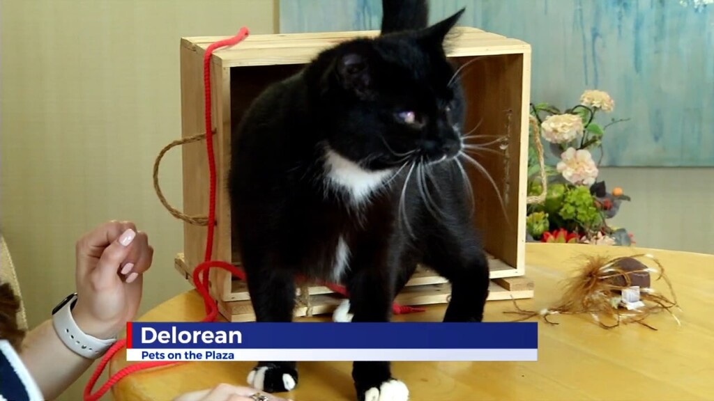 Pets On The Plaza: Meet Delorean