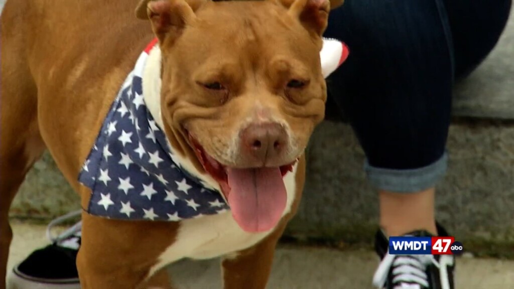 Pets On The Plaza: Meet Foxy