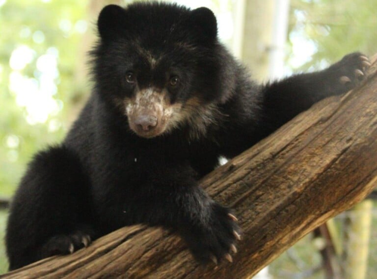 Salisbury Zoo Andean Bear moving to Wisconsin - 47abc