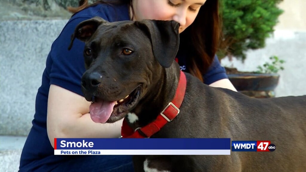 Pets On The Plaza: Meet Smoke