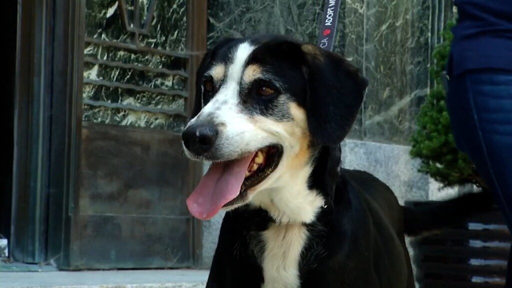 Pets On The Plaza: Meet Forrest