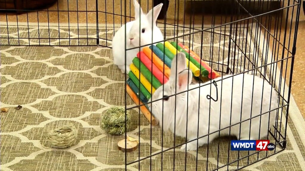 Pets On The Plaza: Meet Juno And Julia