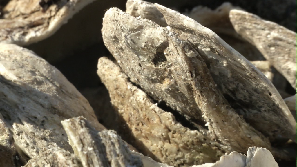 Oysters