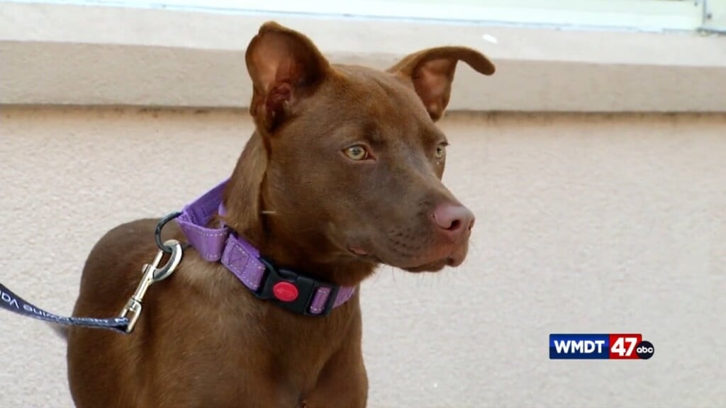 Pets On The Plaza: Meet Sweet Pea