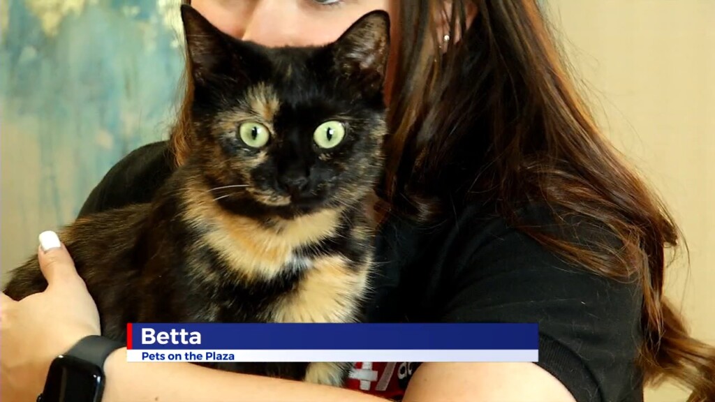Pets On The Plaza: Meet Betta