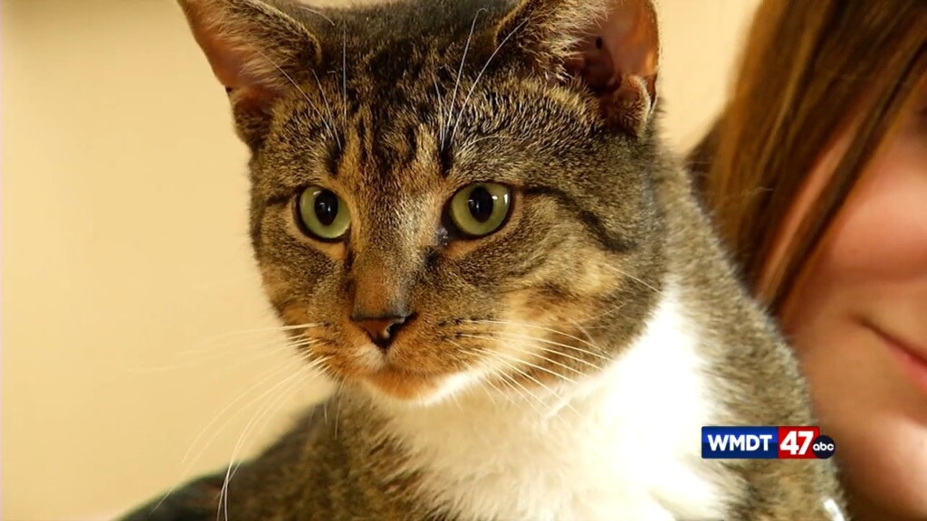 Pets On The Plaza: Meet Galileo