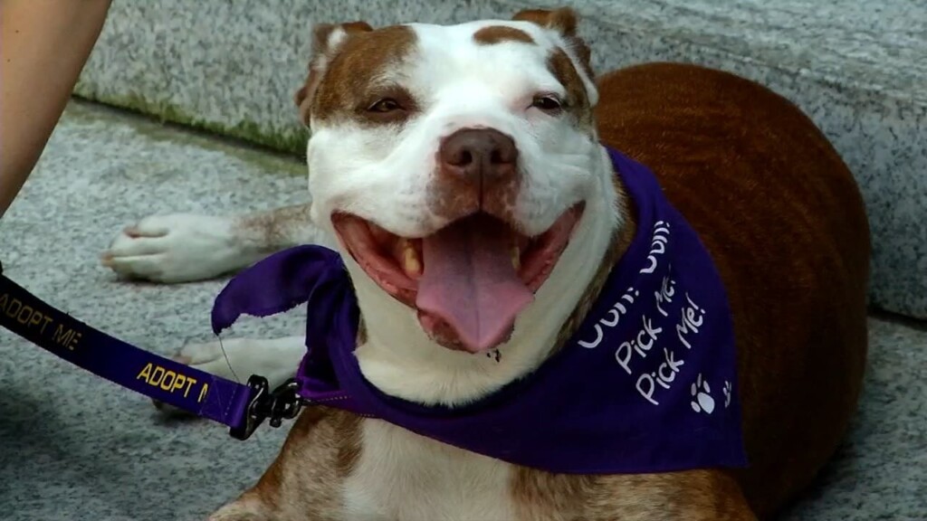 Pets On The Plaza: Meet Bella
