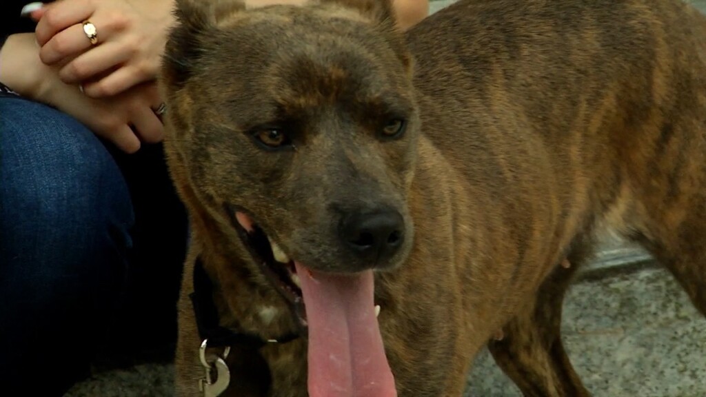 Pets On The Plaza: Meet Star
