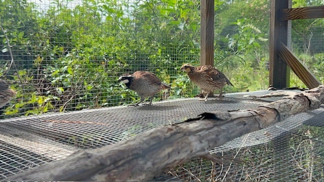 Quail