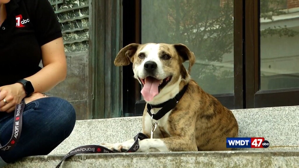 Pets On The Plaza: Meet Francois
