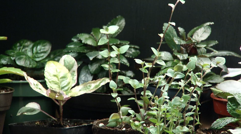 Plant Shop