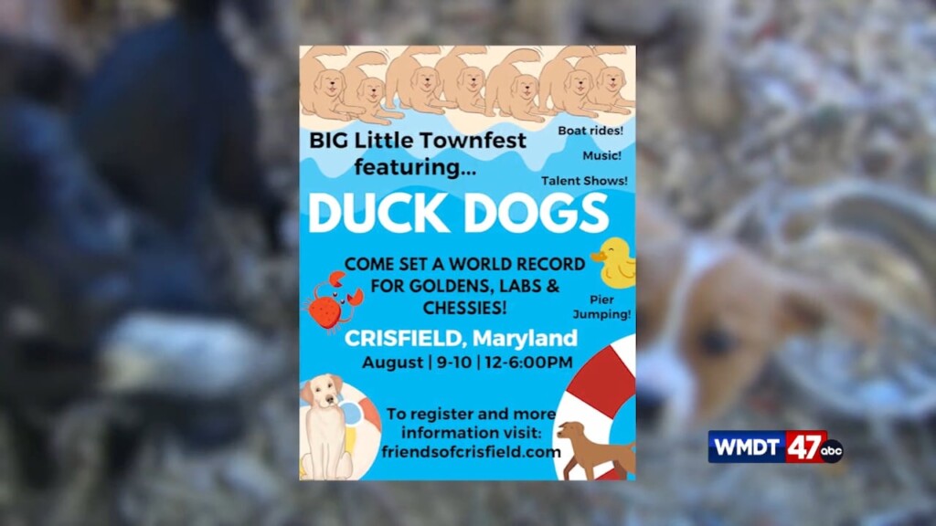 Crisfield Duck Dogs