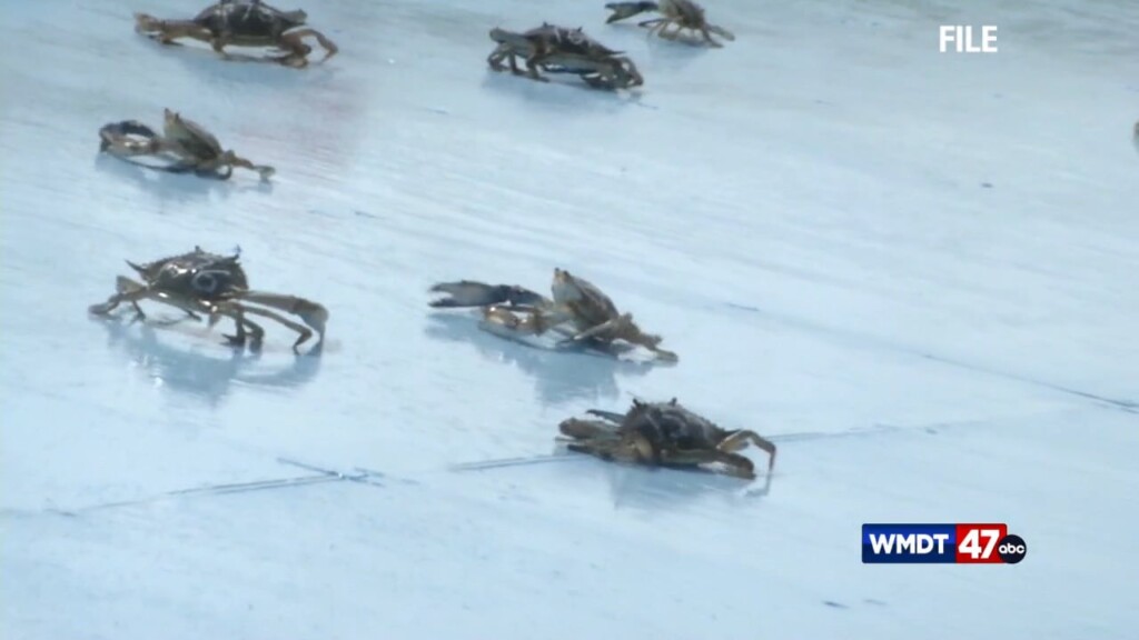 Crab Capital In The World