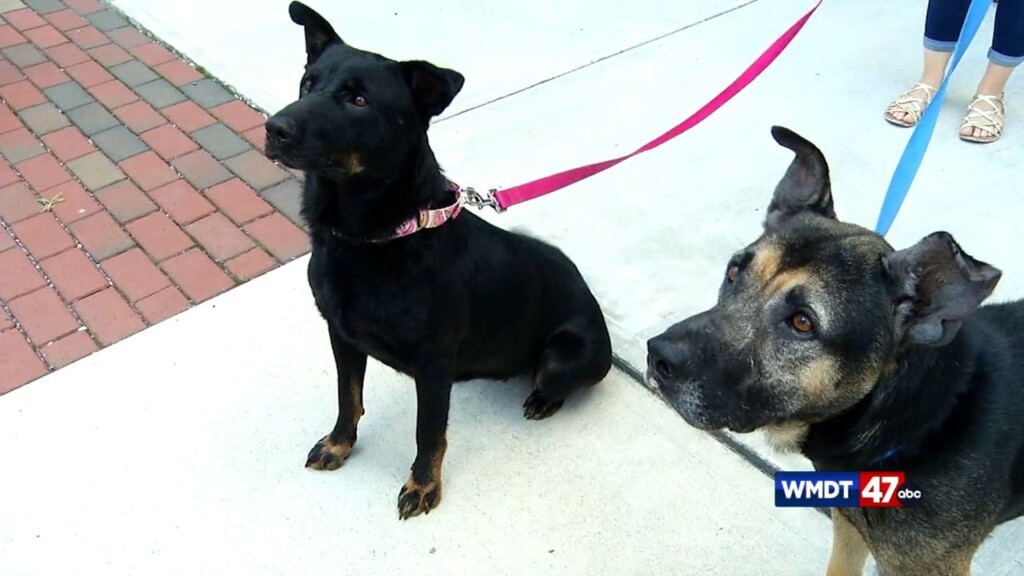 Pets On The Plaza: Meet Bonnie And Clyde