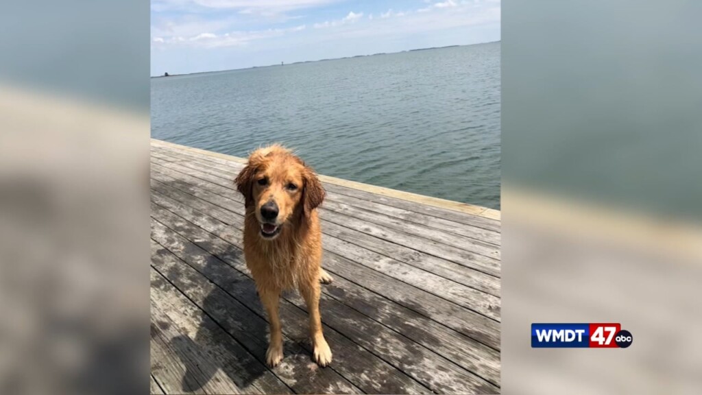 Dogs Gather In Crisfield