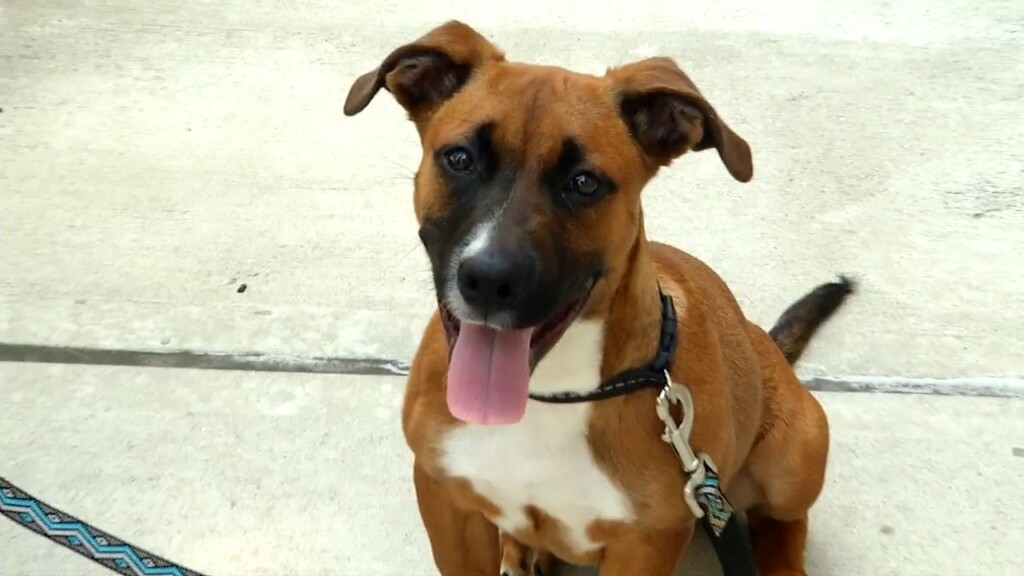 Pets On The Plaza: Meet Morris