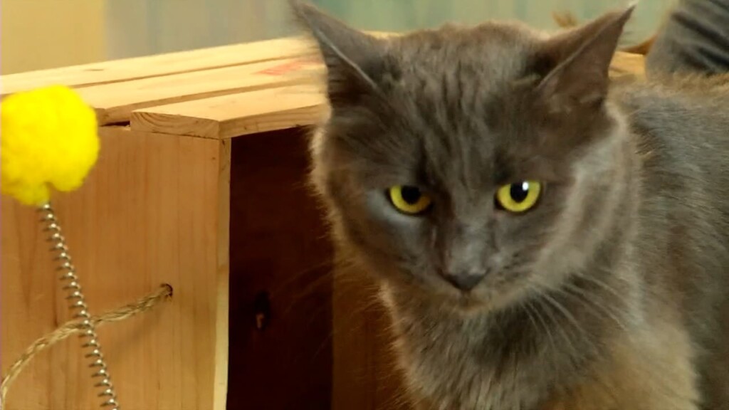 Pets On The Plaza: Meet Paisley