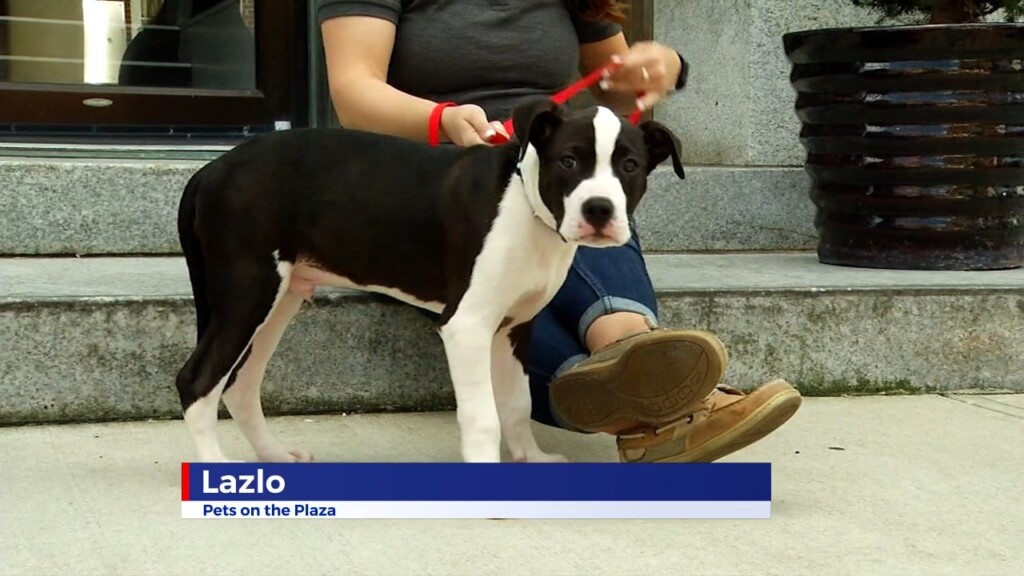 Pets On The Plaza: Meet Lazlo