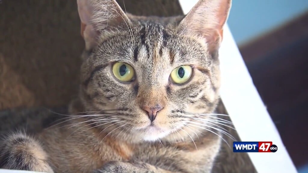 Pets And Microchipping