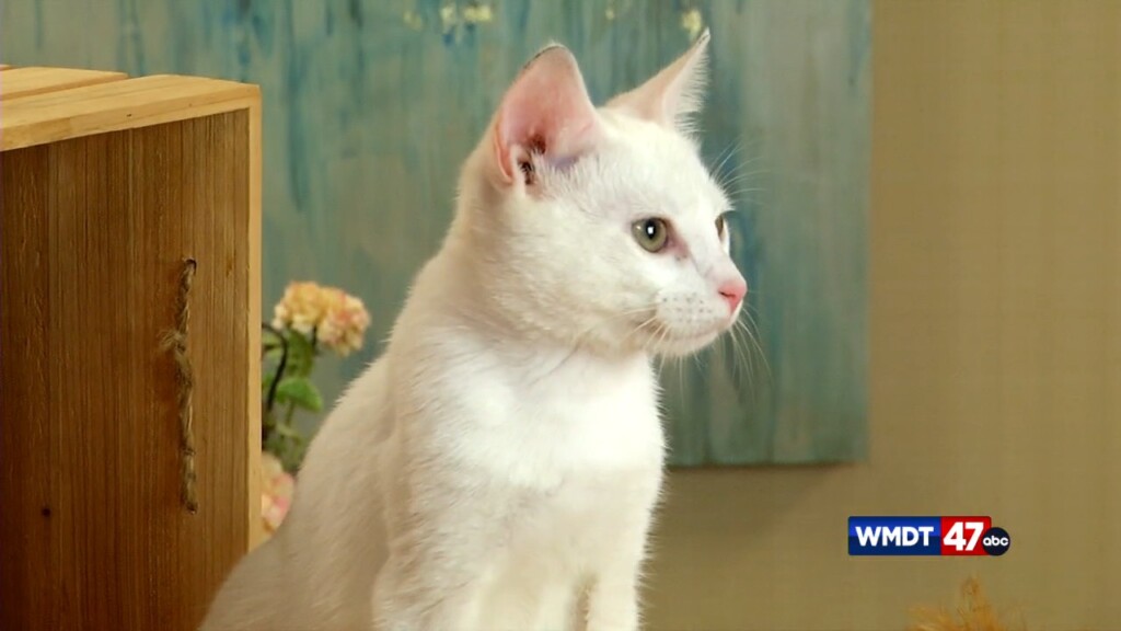 Pets On The Plaza: Meet Winston