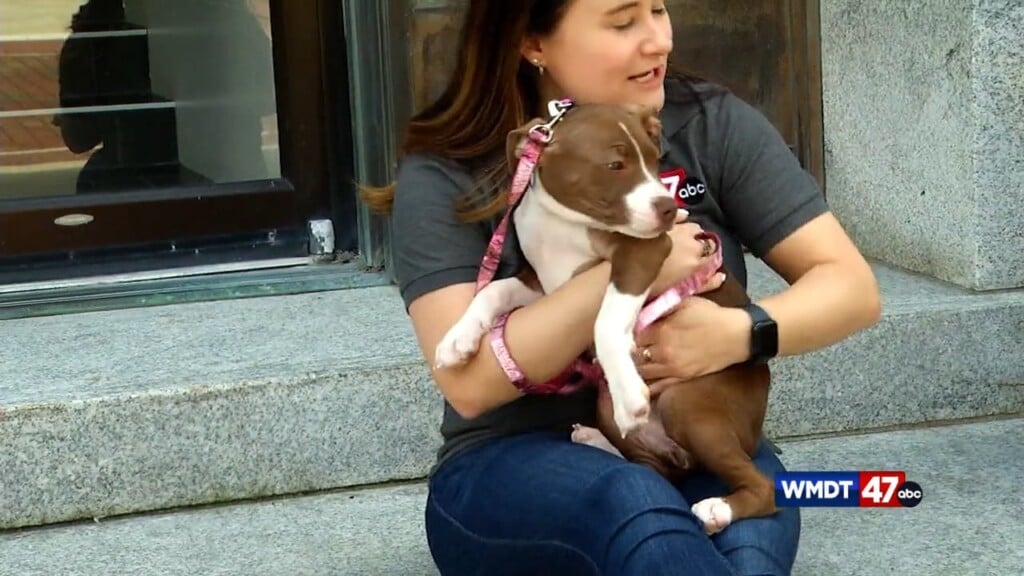 Pets On The Plaza: Meet Lucy