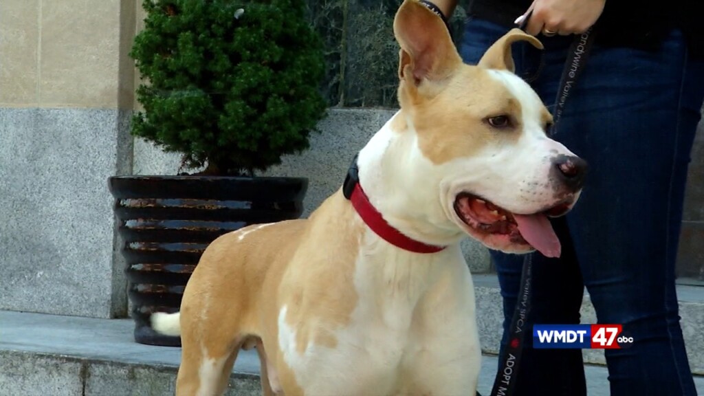 Pets On The Plaza: Meet Country