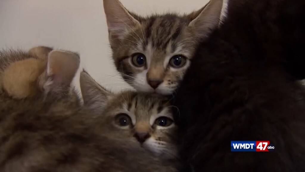 Pet Tips: Adoption Advice