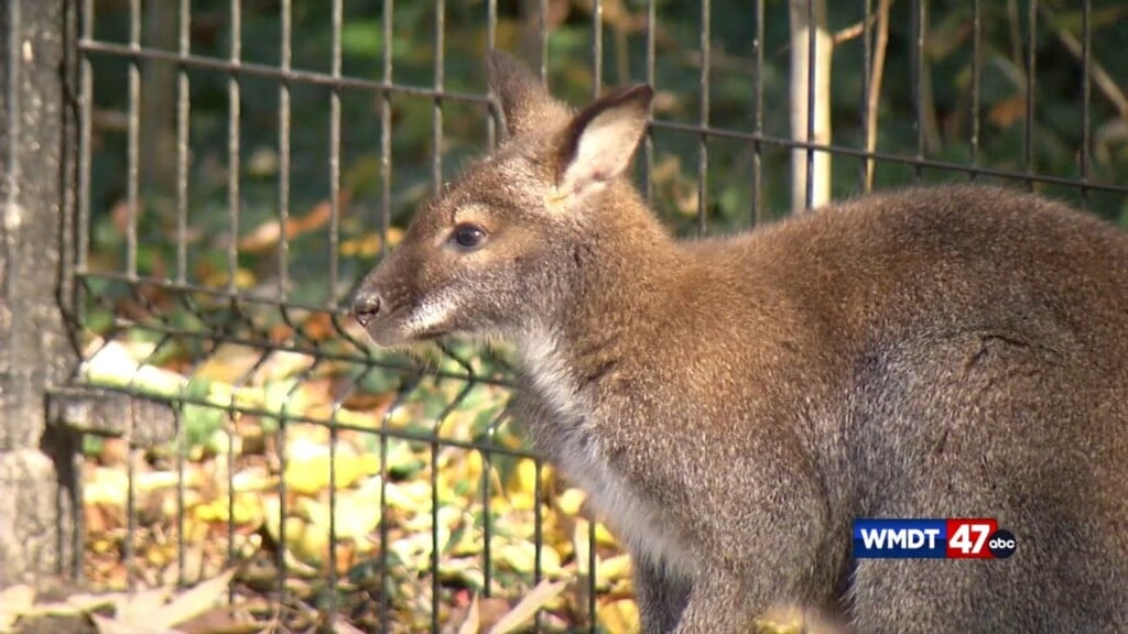 A Sensory Friendly Zoo