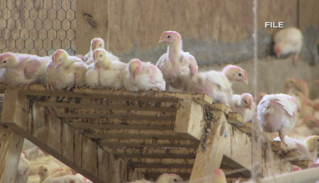 Youngchickens