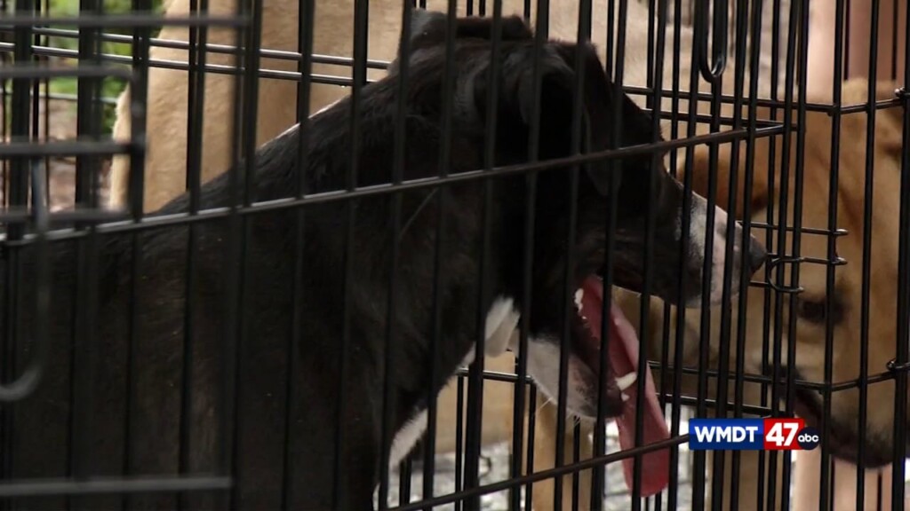 Rise In Rabies Cases