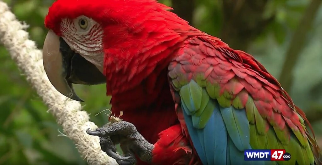 Parrot