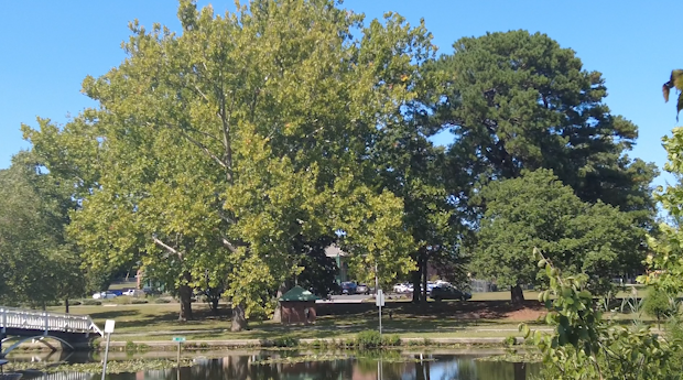 urbantrees image